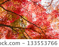 Beautifully colored autumn leaves 133553766