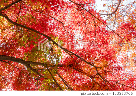 Beautifully colored autumn leaves Beautifully colored autumn leaves 133553766
