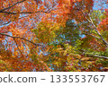 Beautifully colored autumn leaves 133553767