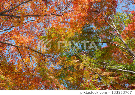 秋葉色彩斑斕，美不勝收。 133553767