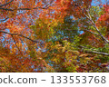 Beautifully colored autumn leaves 133553768