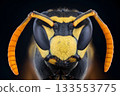 A close up of a wasp's face with orange and black markings. The wasp's face is the main focus of the image, and the orange markings on its face make it stand out 133553775