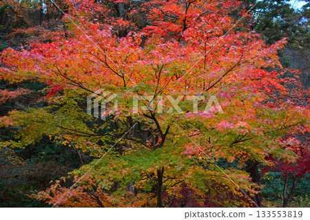 Yurihiko Park Momiji Valley 133553819