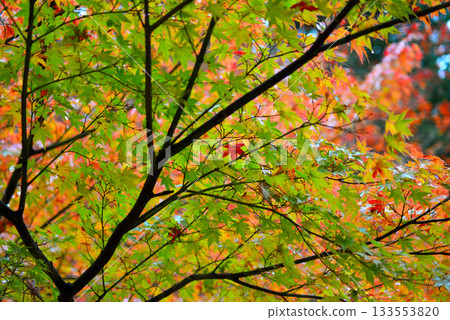 Yurihiko Park Momiji Valley 133553820