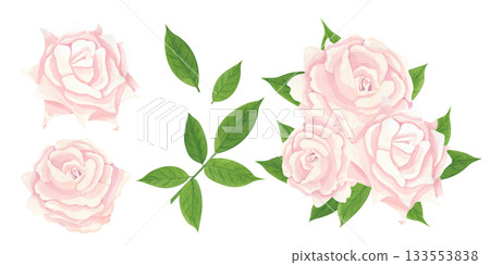 Elegant light peach rose blooms surrounded by rich green leaves, along with individual elements such as rosebuds and twigs with leaves. 133553838