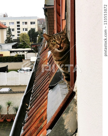 A curious tabby cat stands on a rooftop and looks out of the window with his mouth open, against the backdrop of city rooftops. 133553872