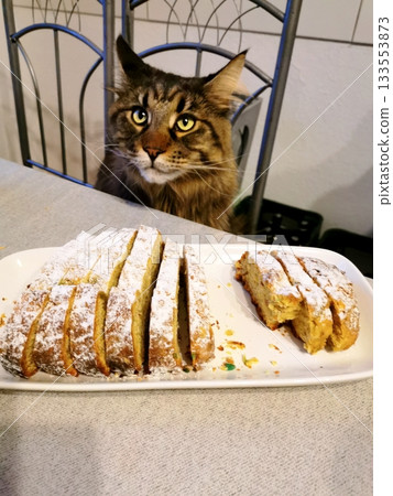 A large Maine Coon sits at a table on which lies a cut Christmas cake called a stollen. A large Maine Coon sits at a table on which lies a cut Christmas cake called a stollen. 133553873