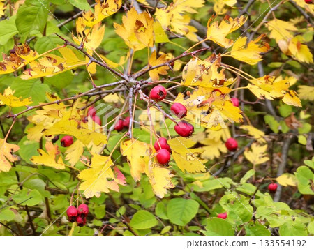 A close-up of Crataegus monogyna berries in autumn A close-up of Crataegus monogyna berries in autumn 133554192