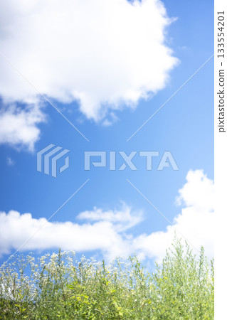 Summer grass and blue sky on the plateau (Oyama Kyoganari) 133554201