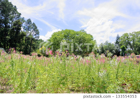 Refreshing Cleome flowers 133554353