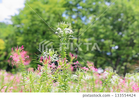 Refreshing Cleome flowers 133554424