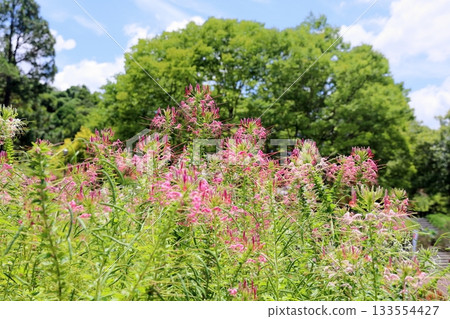 Refreshing Cleome flowers 133554427