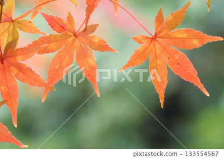 一張美麗的紅楓樹的特寫照片 133554567