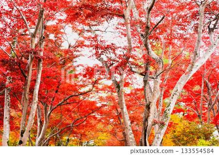 Autumn leaves at Momijien Garden in Nagaoka City, Niigata Prefecture 133554584
