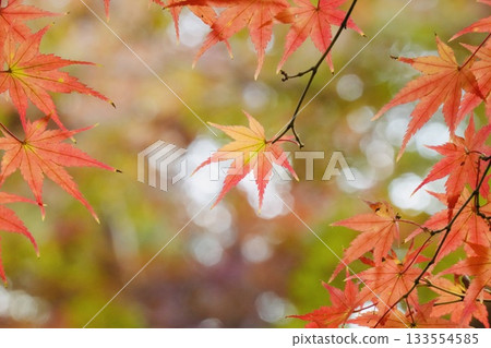美麗的漸變楓葉，帶有散景背景 133554585