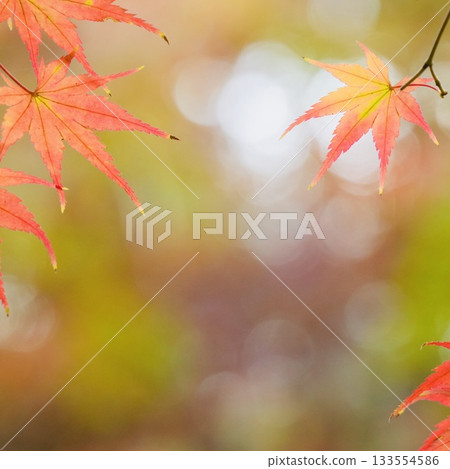 美麗的漸變楓葉,帶有散景背景 美麗的漸變楓葉,帶有散景背景 133554586