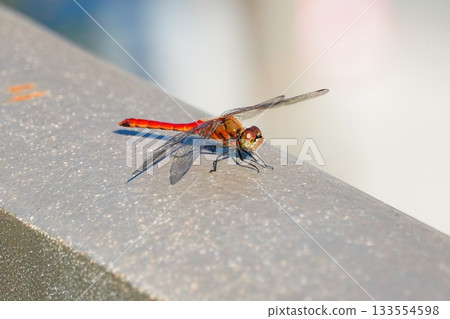 赤蜻屬frequens 133554598