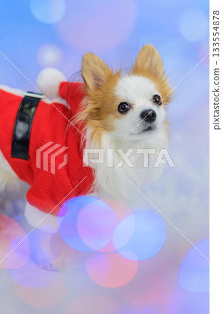 Papichiwa Christmas 133554878