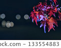 夜晚的秋葉 133554883