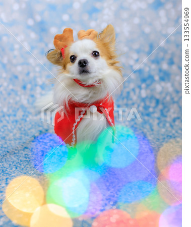 Papichiwa Christmas 133554969