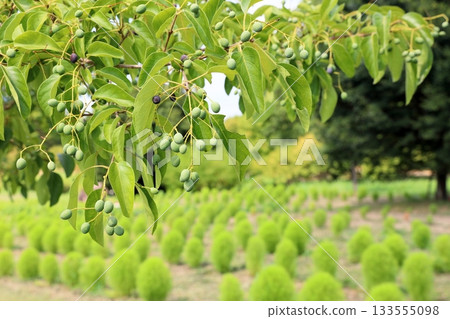 Fruit of human butterfly 133555098