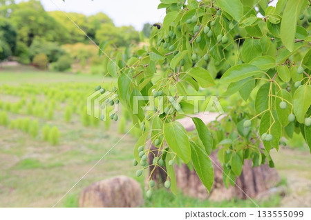 Fruit of human butterfly Fruit of human butterfly 133555099