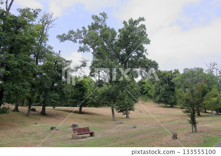 清爽的夏日公園 133555100