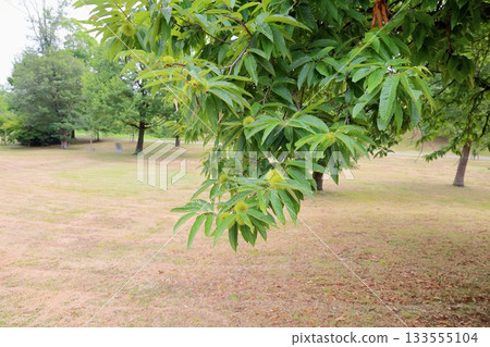 Chestnut fruit Chestnut fruit 133555104