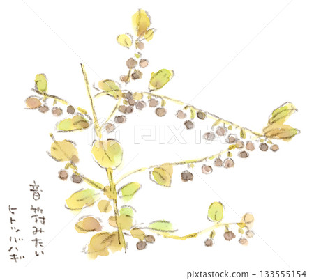 這是一幅秋季植物——日本三葉草的水彩插畫，上面掛滿了可愛的漿果，看起來像音符。 133555154