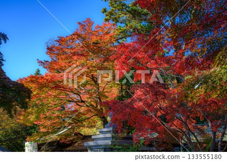 紅葉（高尾山藥王院） 133555180