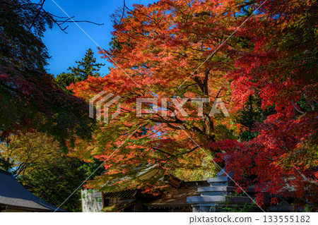 Autumn leaves (Yakuo-in Temple, Mount Takao) Autumn leaves (Yakuo-in Temple, Mount Takao) 133555182