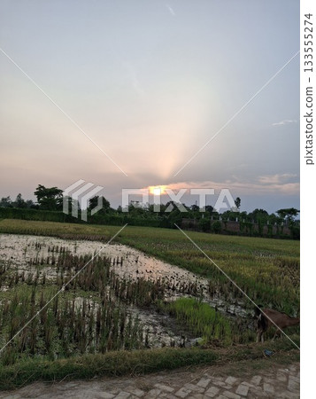Sunset over a harvested field with distant trees and a hazy sky 133555274