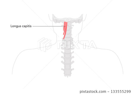 Longus capitis - Labeled anterior neck muscle shown in anatomy illustration, acts as weak flexor and lateral rotator 133555299