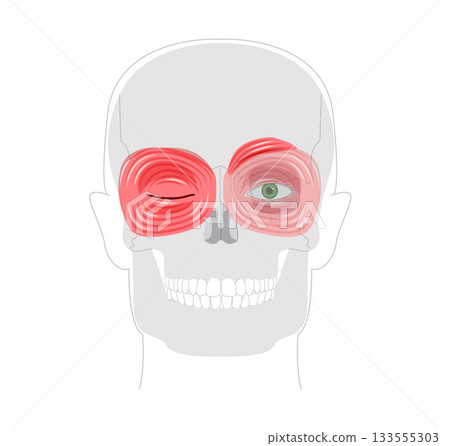 Face orbital region muscle chart, corrugator supercilii, orbicularis oculi palpebral orbital sections anatomical medical Face orbital region muscle chart, corrugator supercilii, orbicularis oculi palpebral orbital sections anatomical medical 133555303