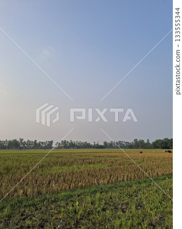 Vast agricultural field under a clear blue sky Vast agricultural field under a clear blue sky 133555344