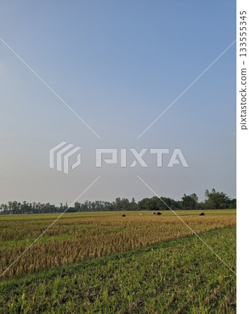 Vast agricultural field under a clear blue sky Vast agricultural field under a clear blue sky 133555345