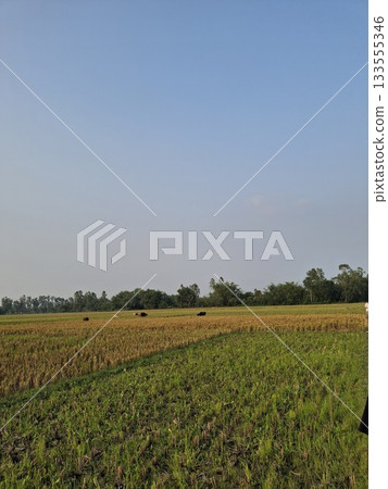 agricultural fields in the countryside 133555346