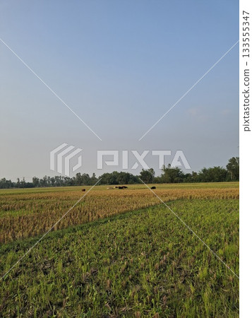 Vast agricultural field under a clear blue sky Vast agricultural field under a clear blue sky 133555347