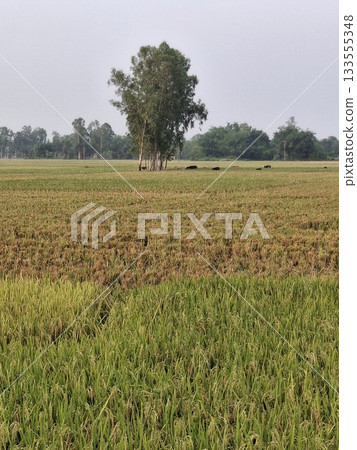 Vast agricultural field under a cloudy sky with a lone tree Vast agricultural field under a cloudy sky with a lone tree 133555348