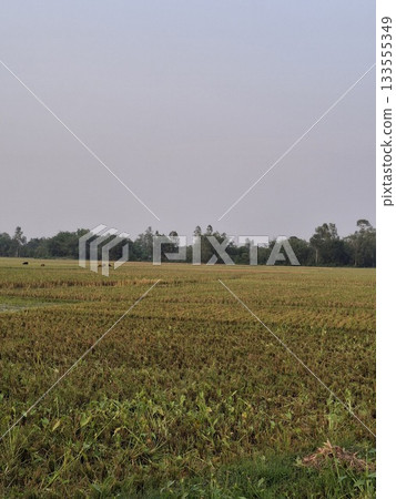 Vast agricultural field under a cloudy sky Vast agricultural field under a cloudy sky 133555349