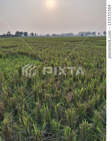 Vast agricultural field under a softly lit sky Vast agricultural field under a softly lit sky 133555364