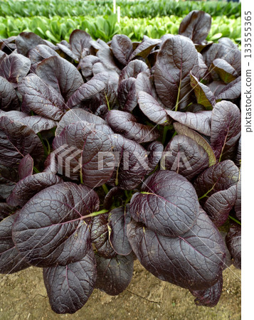 Cultivation of purple komatsuna 133555365