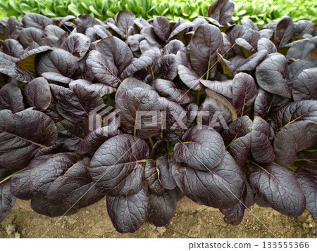 Cultivation of purple komatsuna 133555366