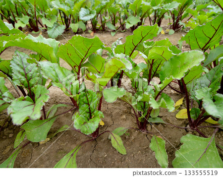 甜菜種植 133555519