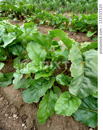 甜菜種植 甜菜種植 133555520