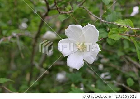 Refreshing flower of Mukuge Refreshing flower of Mukuge 133555522