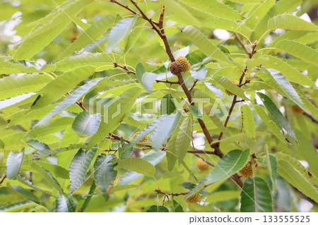 可愛的阿貝馬基橡子 133555525