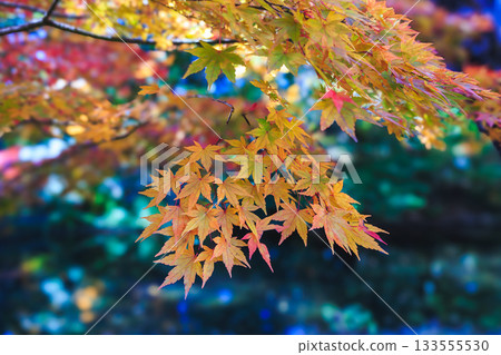 Bright autumn leaves 133555530