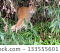 A brown cat peering out from the bushes 133555601