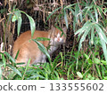 A brown cat peering out from the bushes 133555602